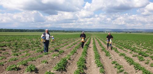 Nos producteurs de pommes de terre