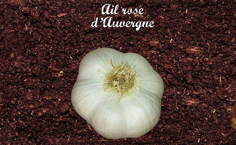 Ail Rose d'Auvergne